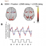 fMRI matched stimulus study