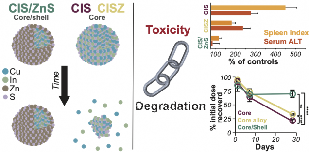 Toxicity and degradation of CIS QDs is linked