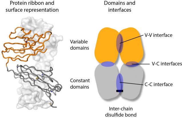 Light chain dimers shown as a protein structure cartoon and a schematic