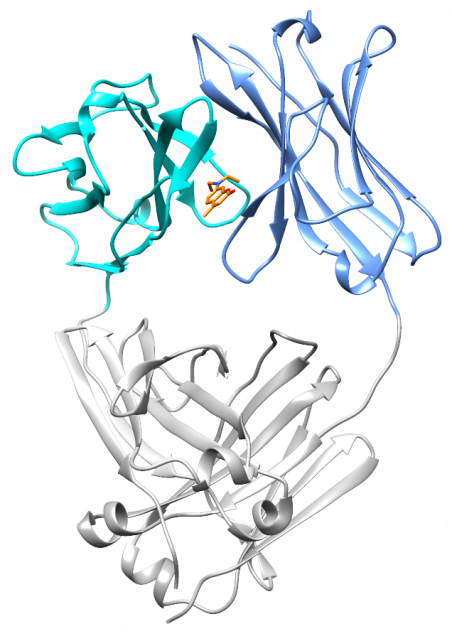 Structure of the light chain-coumarin 1 complex PDB 6MG5