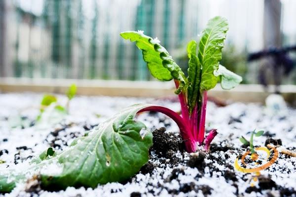 chard in snow