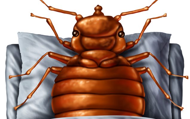 Bedbug or bed bug concept as a parasitic insect pest resting on a pillow under the sheets as a symbol and metaphor for the danger of a bloodsucking parasite living inside your mattress.