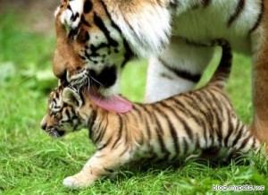 tiger-mom-and-cub