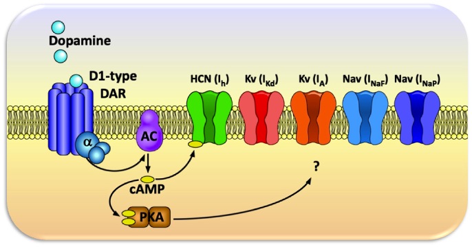 Second messenger mechanism by which dopamine increases cAMP to influence HCN channels and corresponding currents