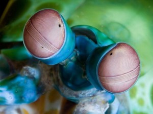 Mantis Shrimp Eye via New Scientist