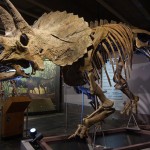 exhibits_triceratops-cliff_triceratops-solo