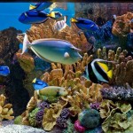 new-england-aquarium