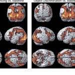 fMRI Study, Basal Ganglia Output in Semantic Event Sequencing