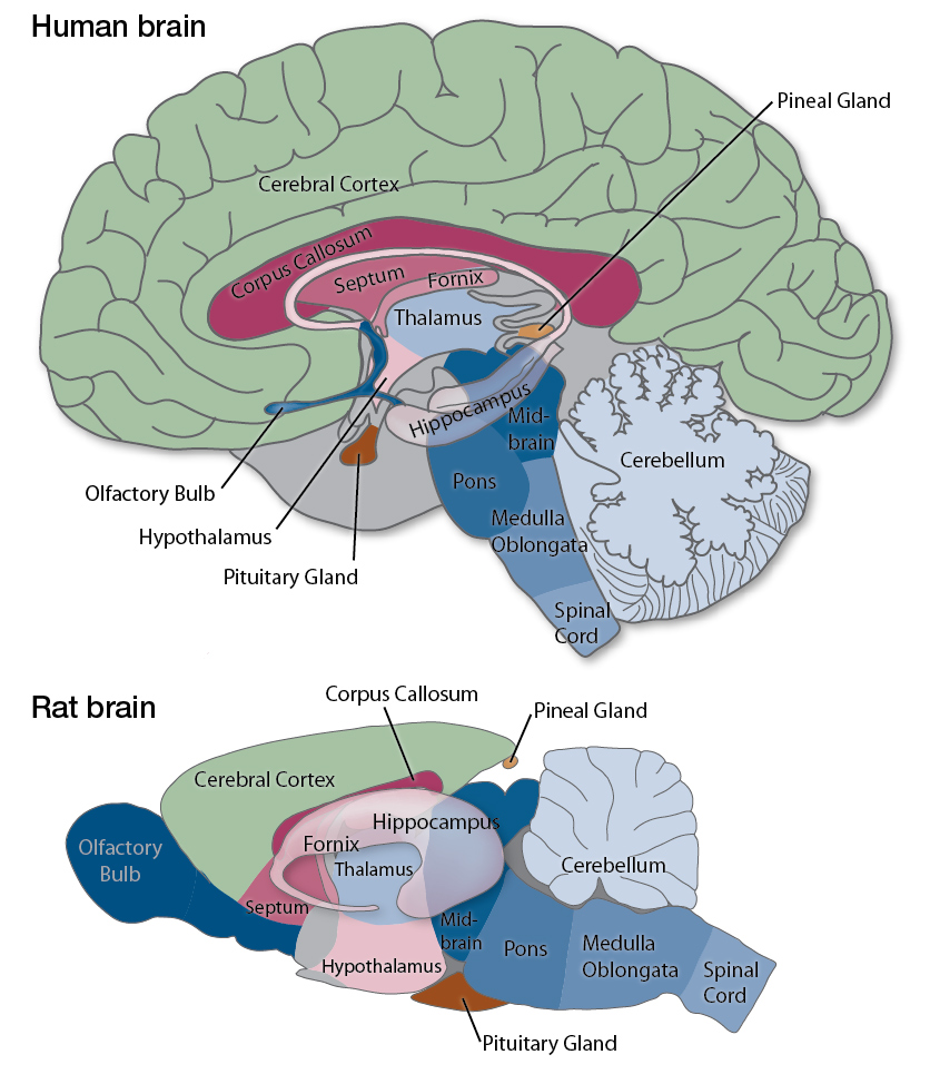 Animal Model Brains vs. Human Brain » Laboratory of Addiction Genetics |  Blog Archive | Boston University