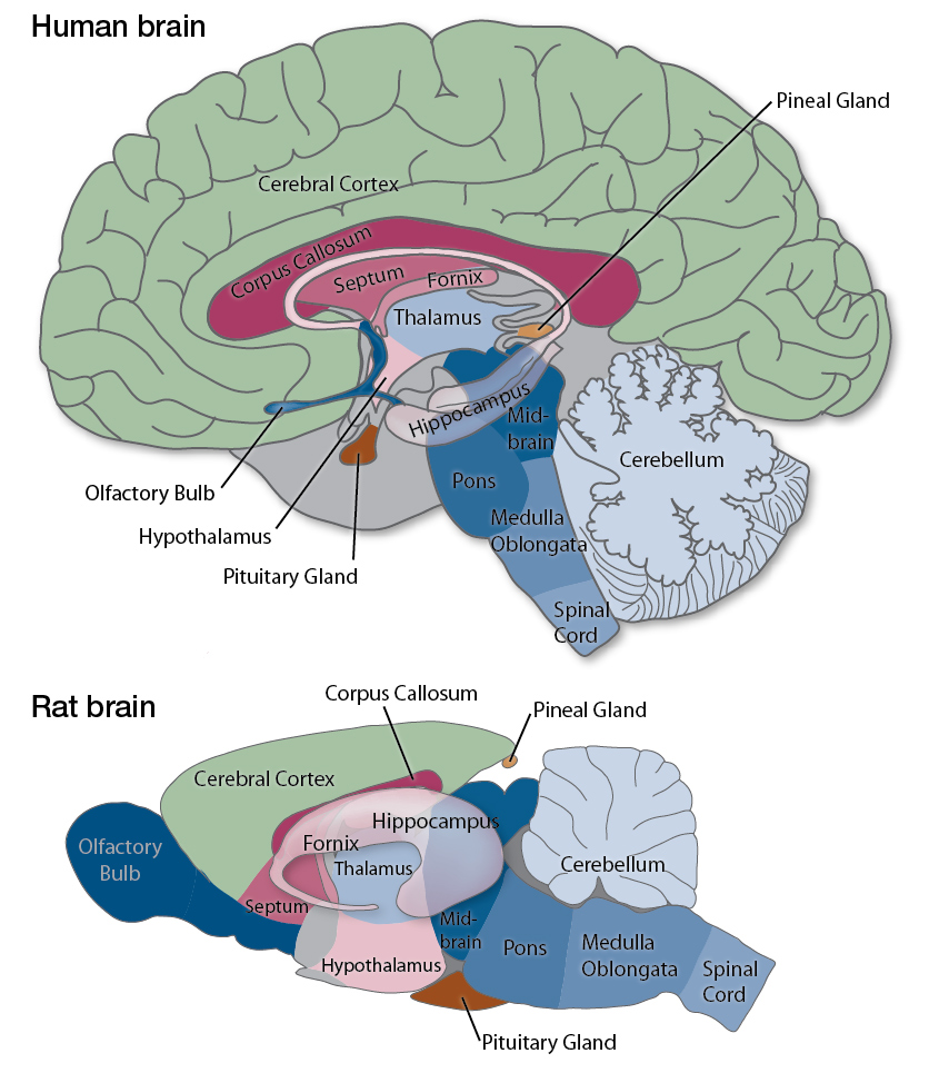 Animal Model Brains vs. Human Brain » Laboratory of Addiction Genetics ...