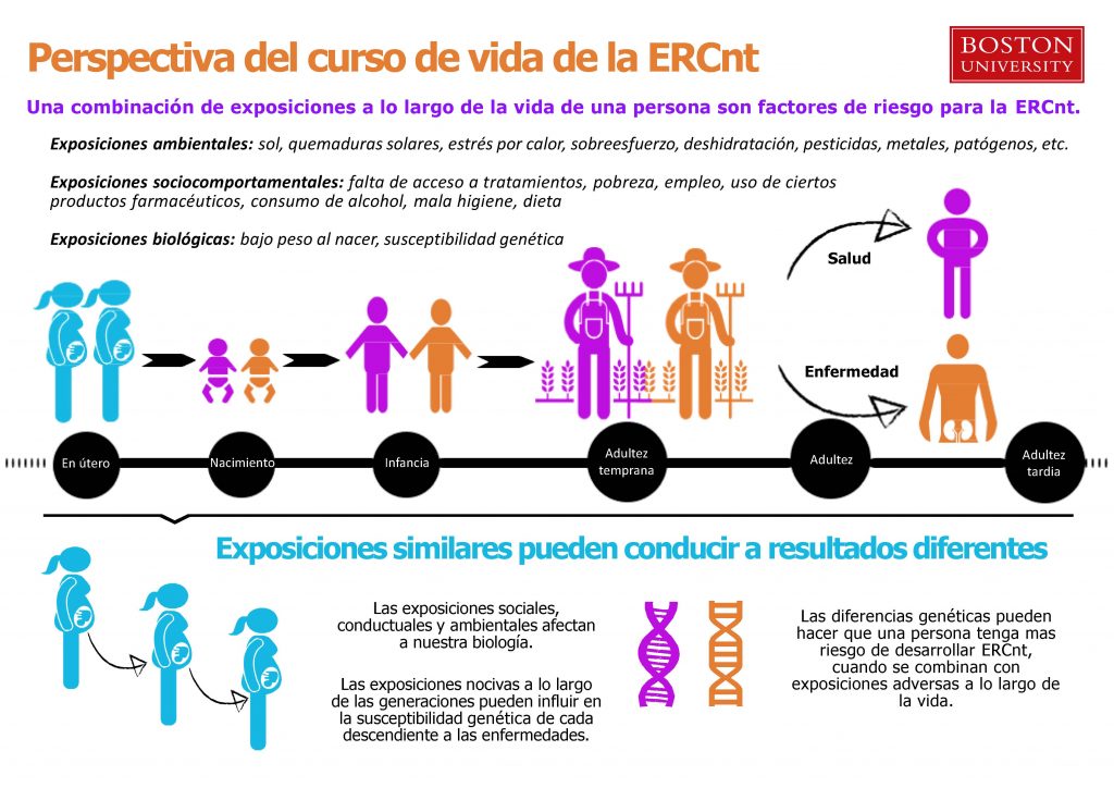 Infografía que describe la perspectiva del curso vital de la ERCnt.