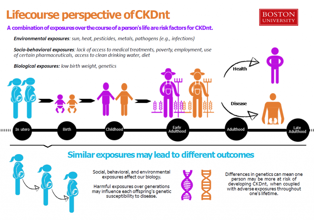 Infographic that describes the life-course perspective of CKDnt.