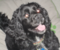 BAILEY