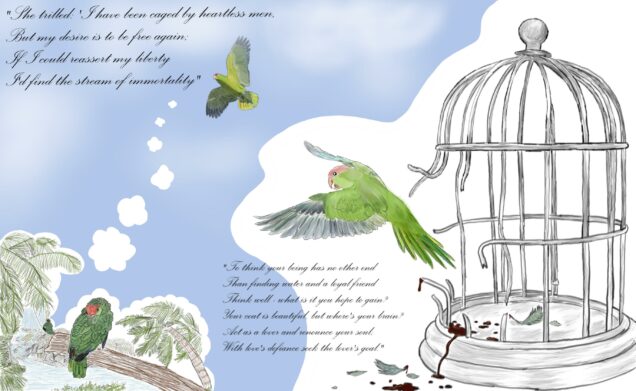 On the right-hand side of the drawing, a parrot is depicted breaking free of a cage, with blood drops on the botton and loose feathers spread around the floor. On the left-hand side of the photo, that same parrot is depicted flying freely and dreaming of what looks like herself sitting in front of a waterfall/stream, relaxing. Paying closer attention to the dream, there is a man in a green cloak in the far distance, gaurding the stream.
