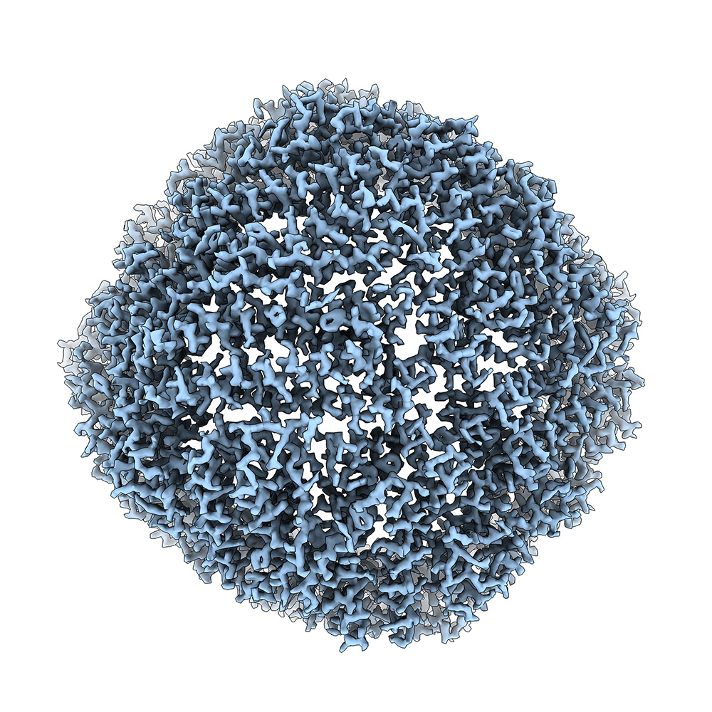 image of a cryoEM map of the protein apoferritin 