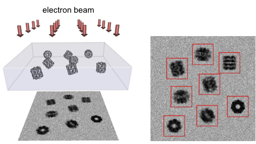 diagram showing electron beam passing through grid sample to produce a 2D projection