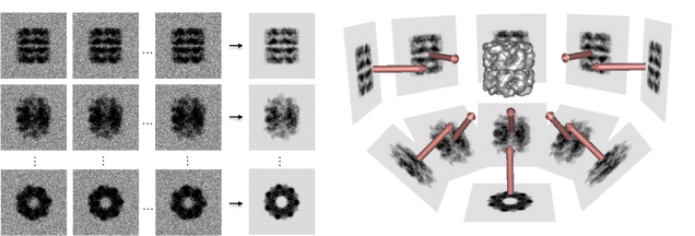 Diagram showing the process of 2D classificaiton and 3D reconstruction from individual particles