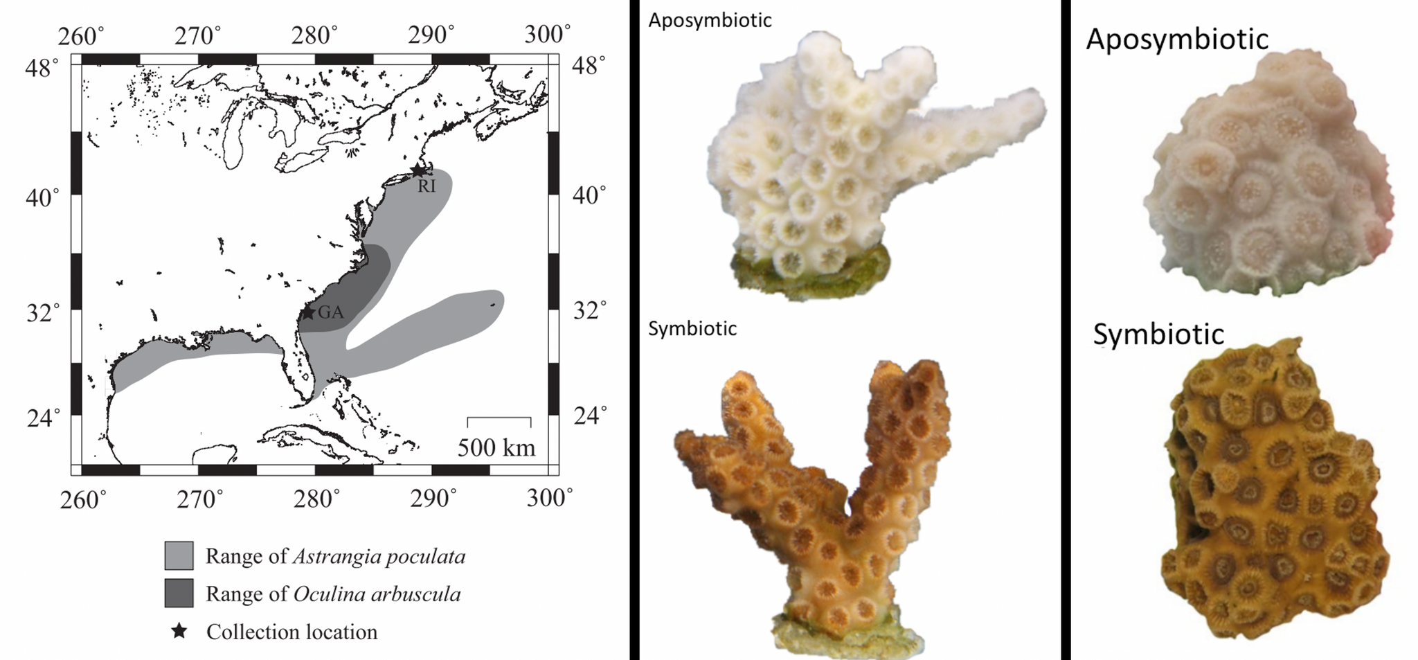 Coral Symbiosis | The Davies Marine Population Genomics Lab