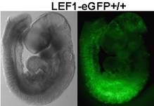 LEF-eGFP reporter mouse. A faithful Wnt/β-catenin reporter that demonstrates Wnt/β-catenin signaling in embryos.