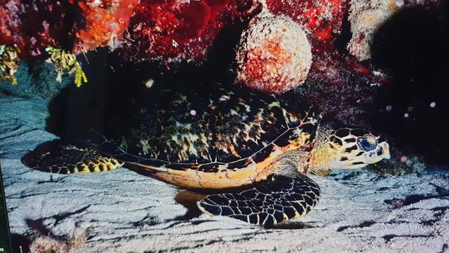 Underwater photo of a turtle with mottled black and grey-green shell and black flippers. The turtle is resting on a sandy surface, eyeing the camera sidewise.