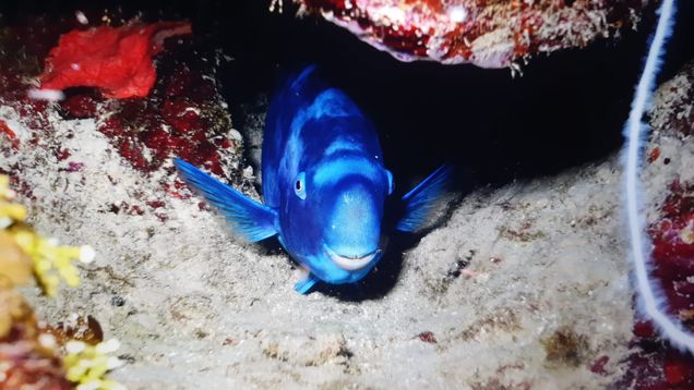 Underwater photo of a bright blue fish peeking cautiously out from under a rock.