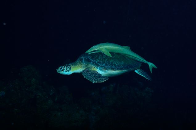 Remora rests on the carapce of a Green Sea against a black background.