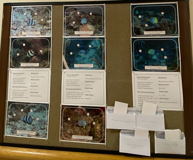 Fish Bulletin Week 4