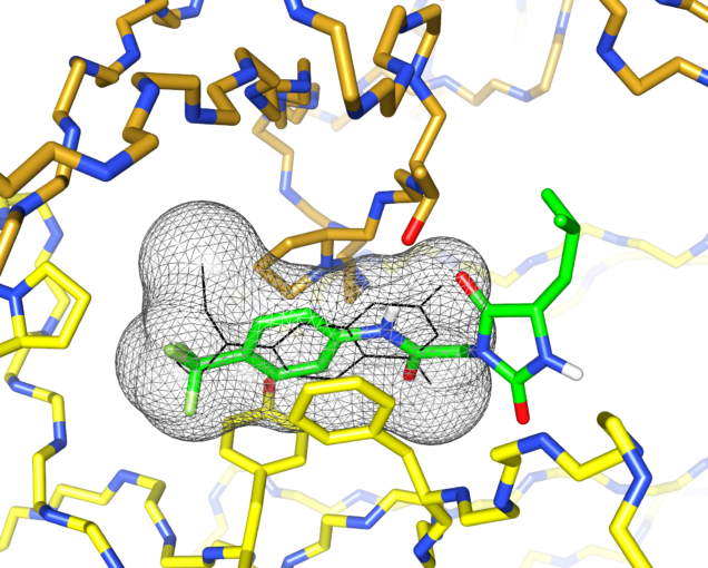 Protein structure model showing small molecules bound to antibody light chain dimers.