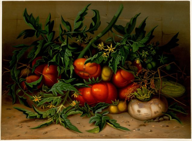 painting of tomatoes on a table