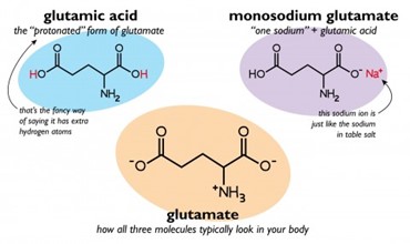chemical diagrams of glutamic acid, monosodium glutimate, and glutamate