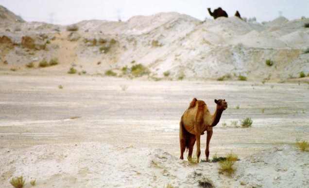 camels125_09