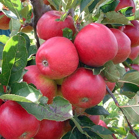 Figure 1: Snow Sweet Apples