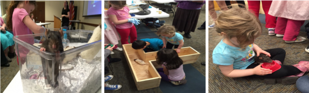 In the image on the left, rats peek out over the top of a clear plastic bin. In the image in the middle, a group of young students look at a rat making its way through a t-shaped maze. In the image on the right, a young student holds a rat that is eating out of a small red bowl.