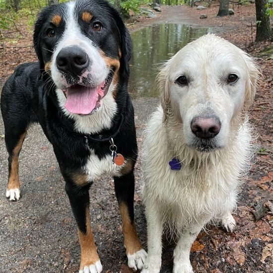 two dogs smiling at the camera