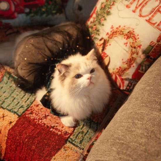 a cat, dressed up for christmas