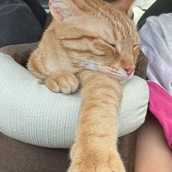 an orange cat sleeping in the car