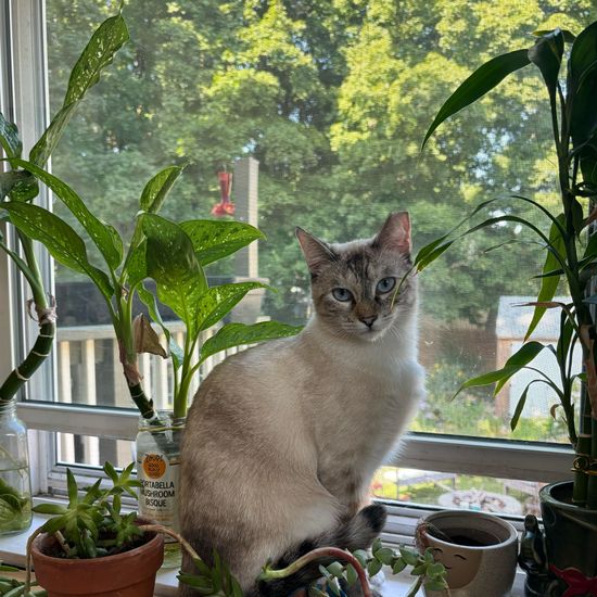 a pretty cat amongst house plants