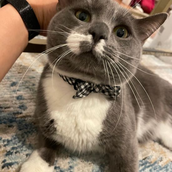 a grey and white cat with a bowtie