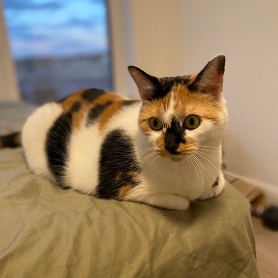 a calico cat on a green bed