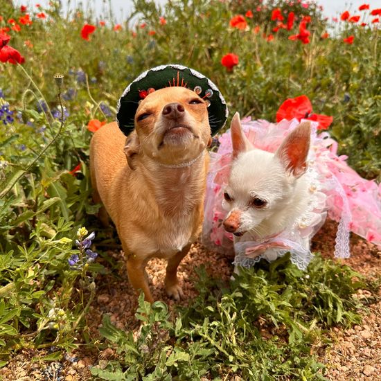 two chihuahuas dressed in their finest