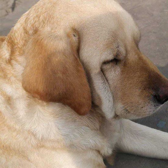 a profile view of a golden labrador