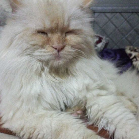 a very fluffy blond cat