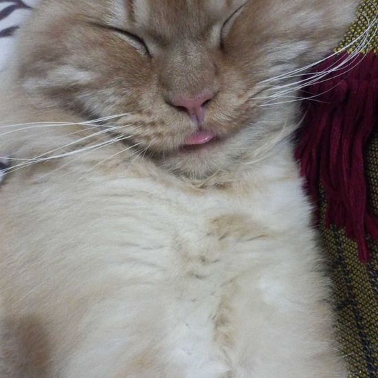 a sleeping cat with its tongue sticking out