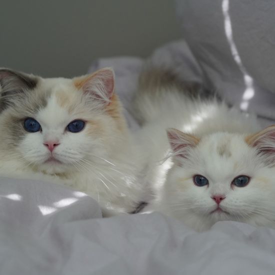 two ragdoll cats sitting on blankets