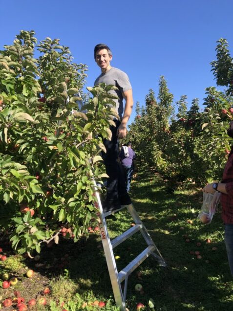 PI Sean Lubner on a ladder during Fall 2023 apple picking.