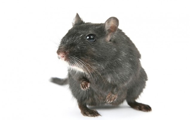 Image of a rodent