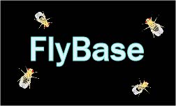 FlyBase link