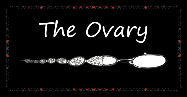 Click here for more information on research in the ovary