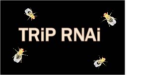 TRiP RNAi link