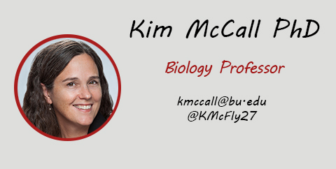 Kim McCall PhD, Biology Professor, Email: kmccall@bu.edu, Twitter: @KMcFly27